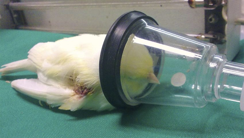 Canario Belga Rouco O Que Fazer Canario Doente Doencas Mais Comuns Em Canarios