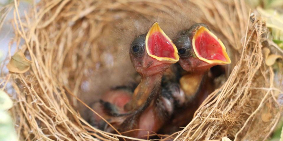 as maiores causas de morte de filhotes de canários