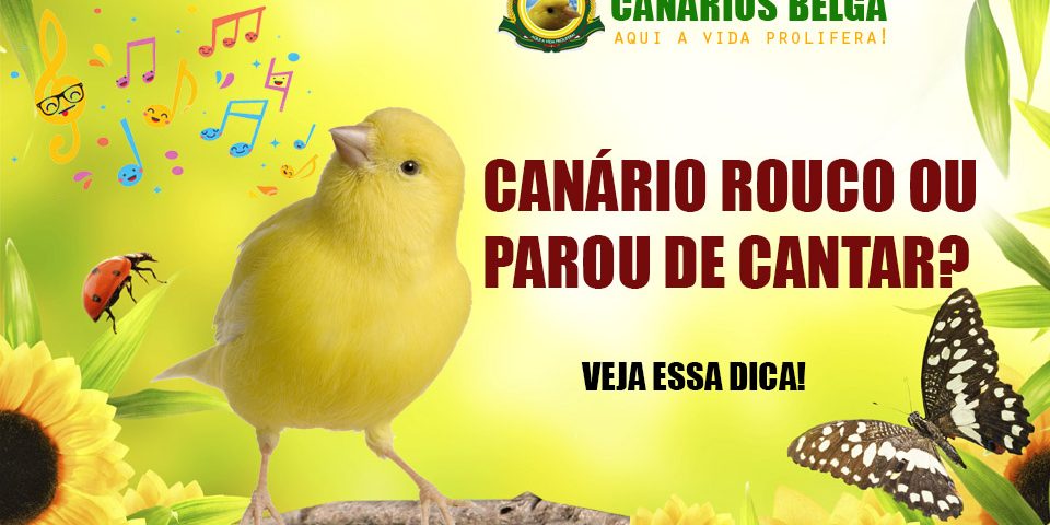 canário rouco canário parou de cantar veja o que fazer