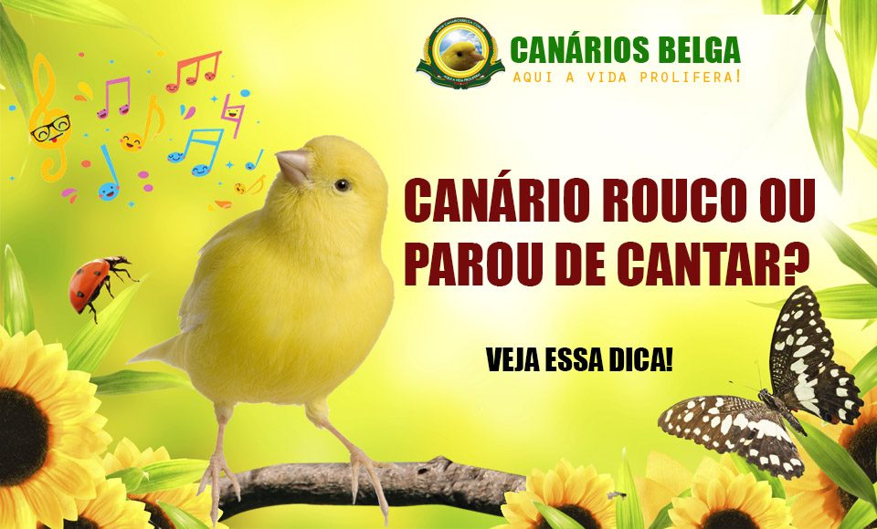 canário rouco canário parou de cantar veja o que fazer