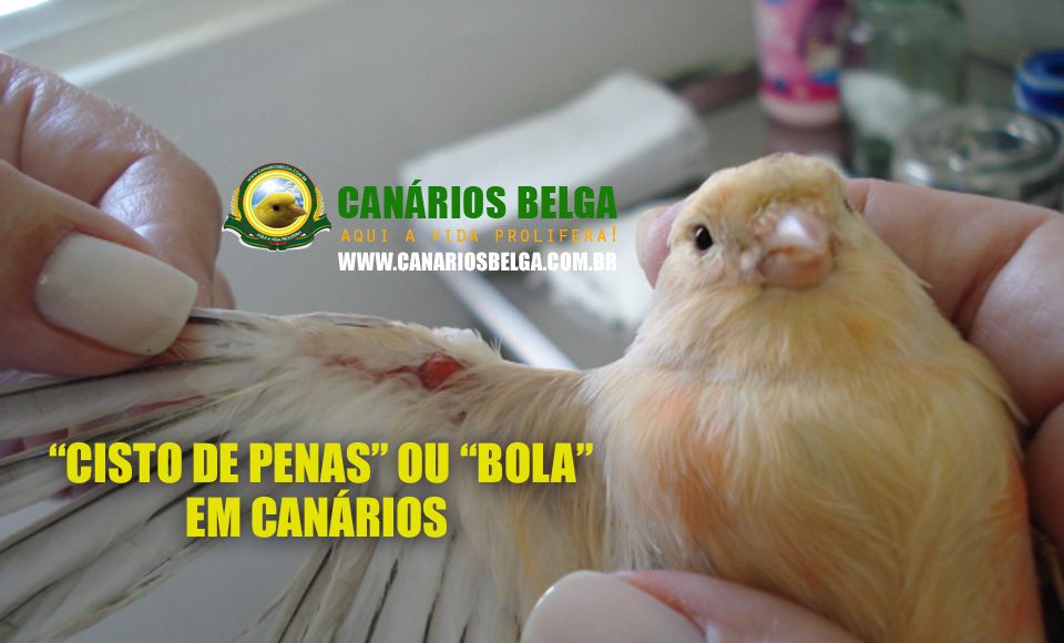 cisto de penas em canários