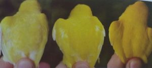 Colorindo canários Amarelos com luteína